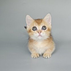 Munchkin EZ Bublik