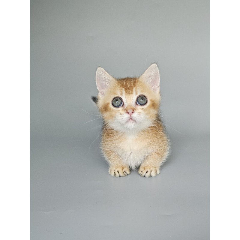 Munchkin EZ Bublik