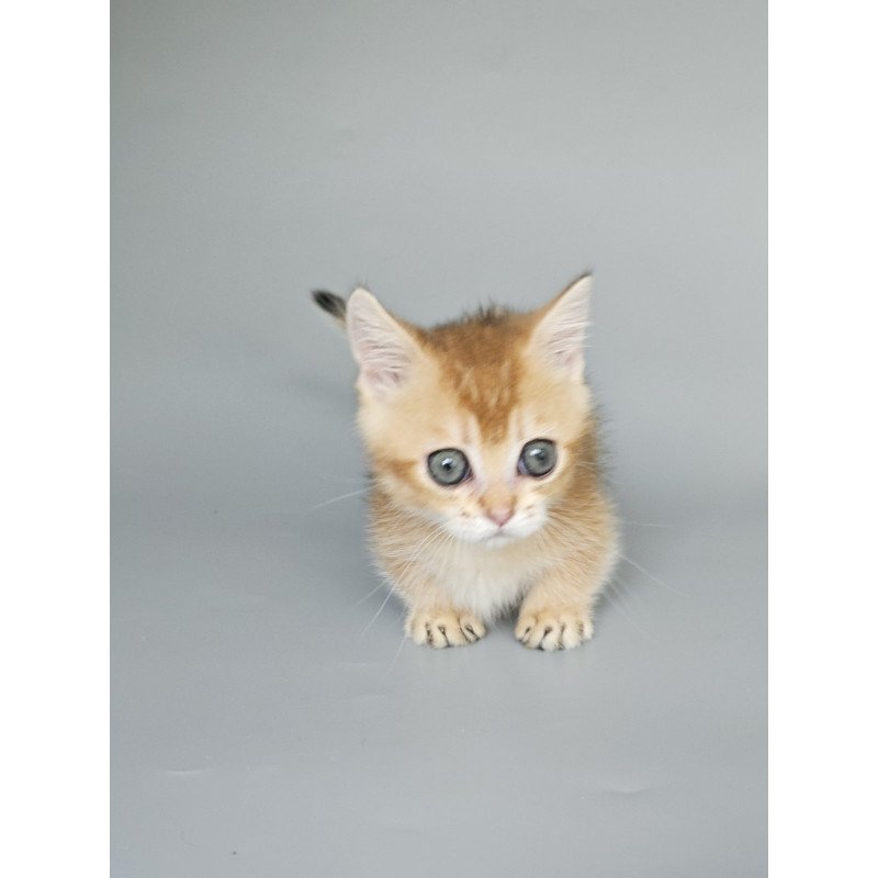 Munchkin EZ Bublik