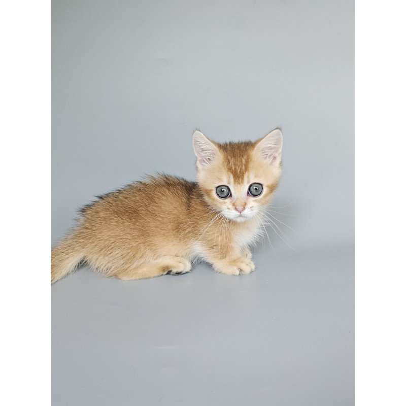 Munchkin EZ Bublik
