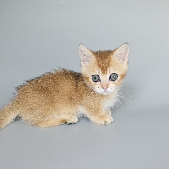 Munchkin EZ Bublik