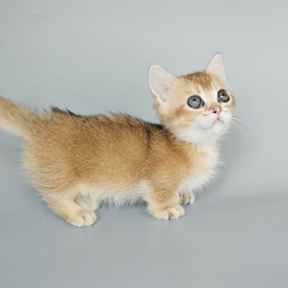 Munchkin EZ Bublik