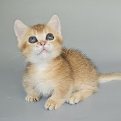 Munchkin EZ Bublik
