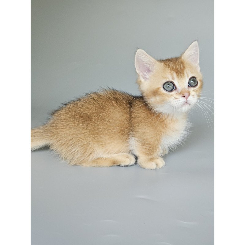 Munchkin EZ Bublik