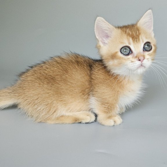 Munchkin EZ Bublik