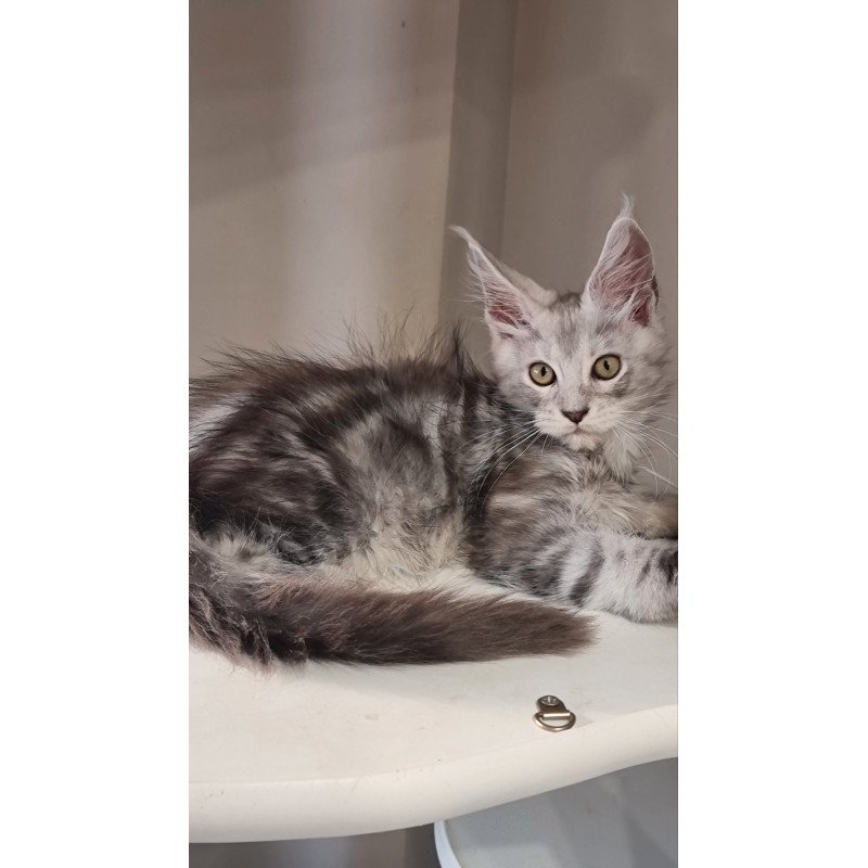 Maine Coon EZ Elisa