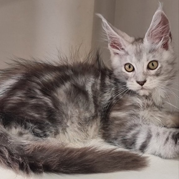 Maine Coon EZ Elisa