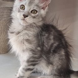 Maine Coon EZ Elisa