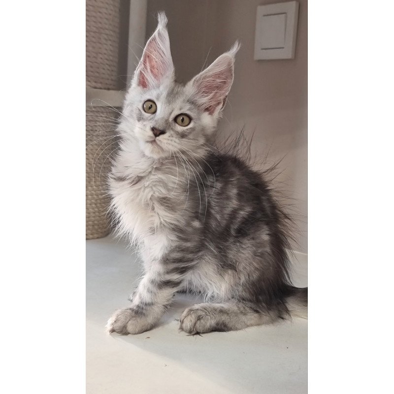 Maine Coon EZ Elisa