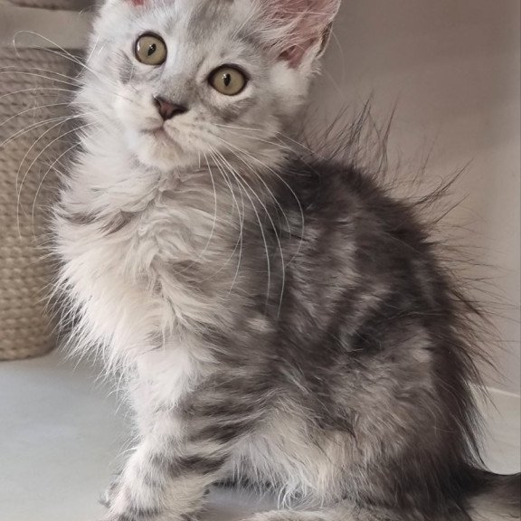Maine Coon EZ Elisa