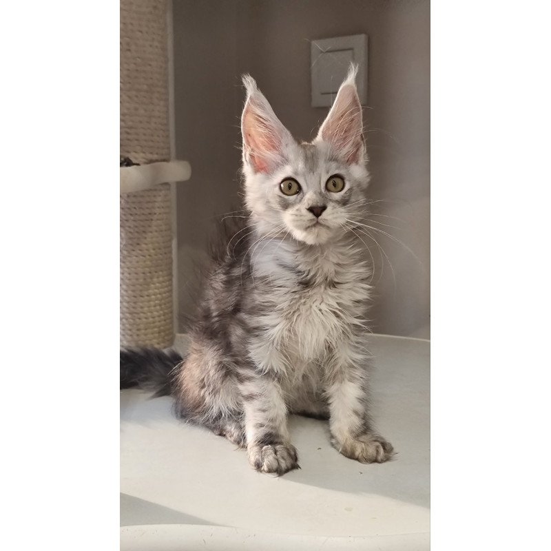Maine Coon EZ Elisa