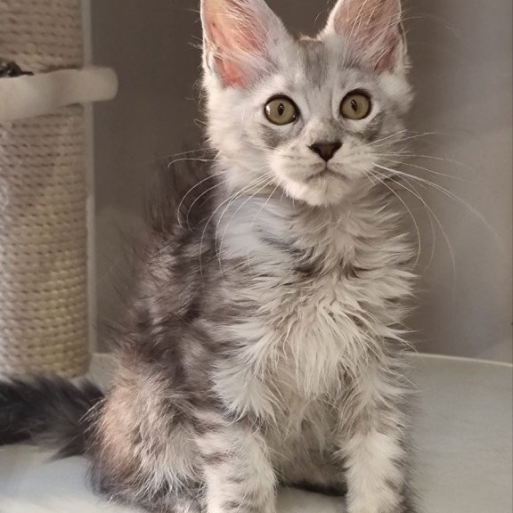 Maine Coon EZ Elisa