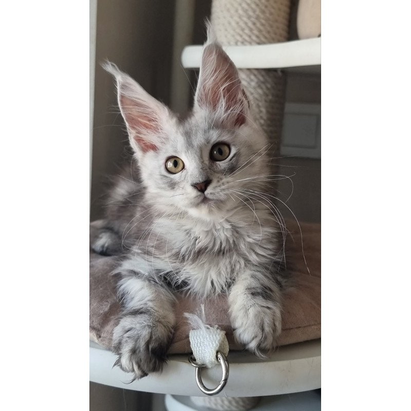 Maine Coon EZ Elisa