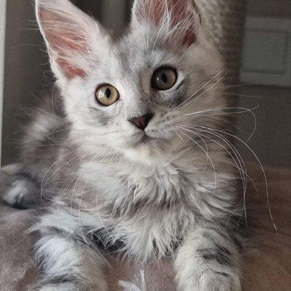 Maine Coon EZ Elisa