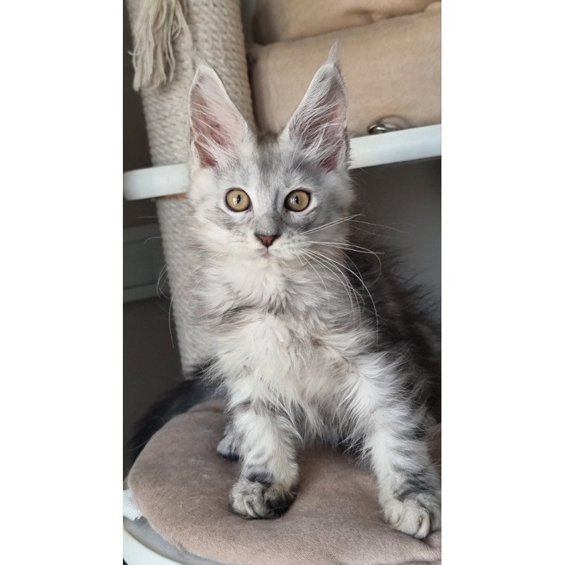 Maine Coon EZ Elisa