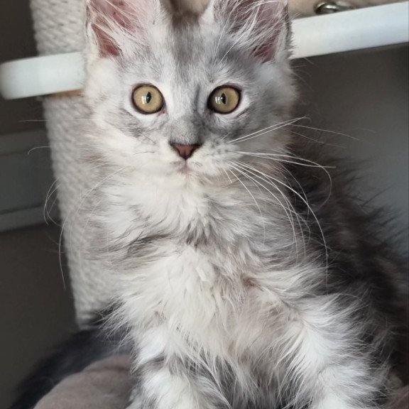 Maine Coon EZ Elisa