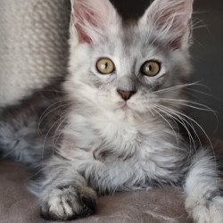 Maine Coon EZ Elisa