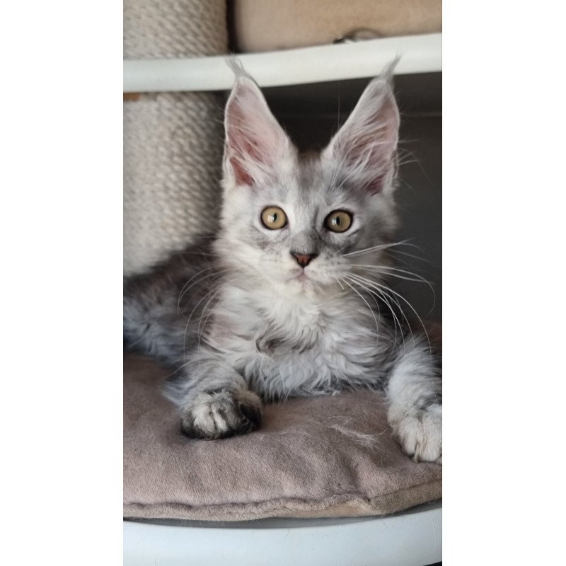 Maine Coon EZ Elisa