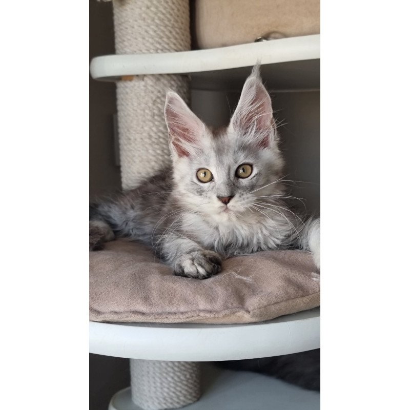 Maine Coon EZ Elisa