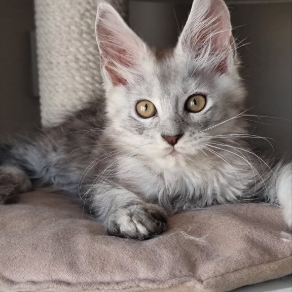 Maine Coon EZ Elisa