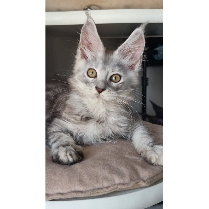 Maine Coon EZ Elisa