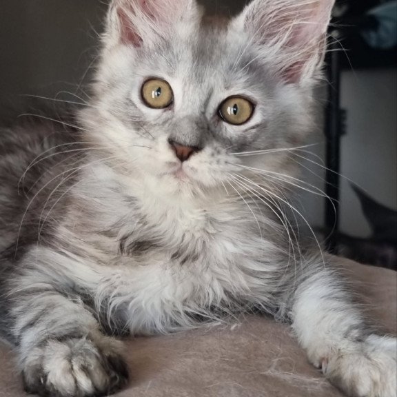 Maine Coon EZ Elisa