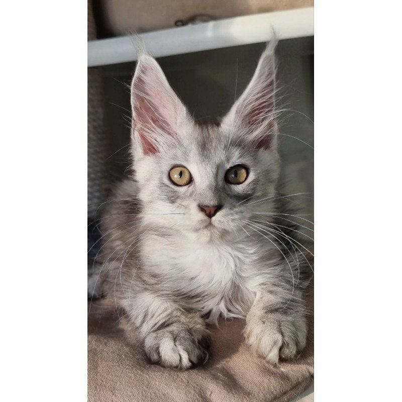 Maine Coon EZ Elisa