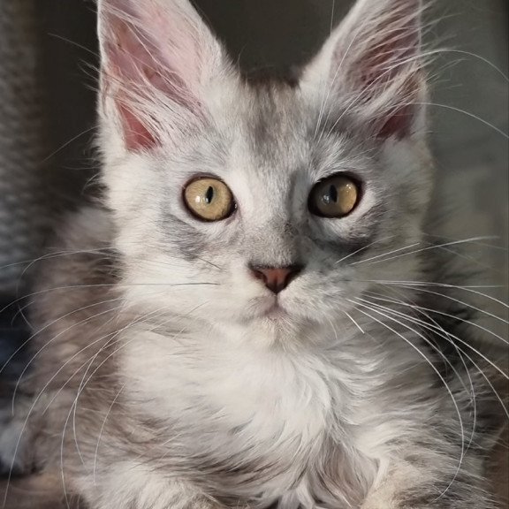 Maine Coon EZ Elisa