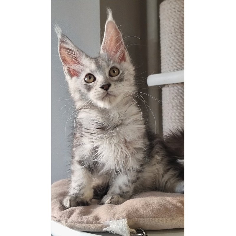 Maine Coon EZ Elisa