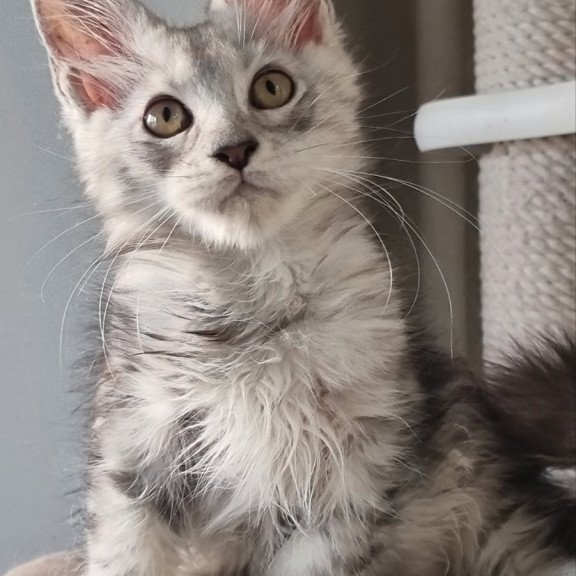 Maine Coon EZ Elisa