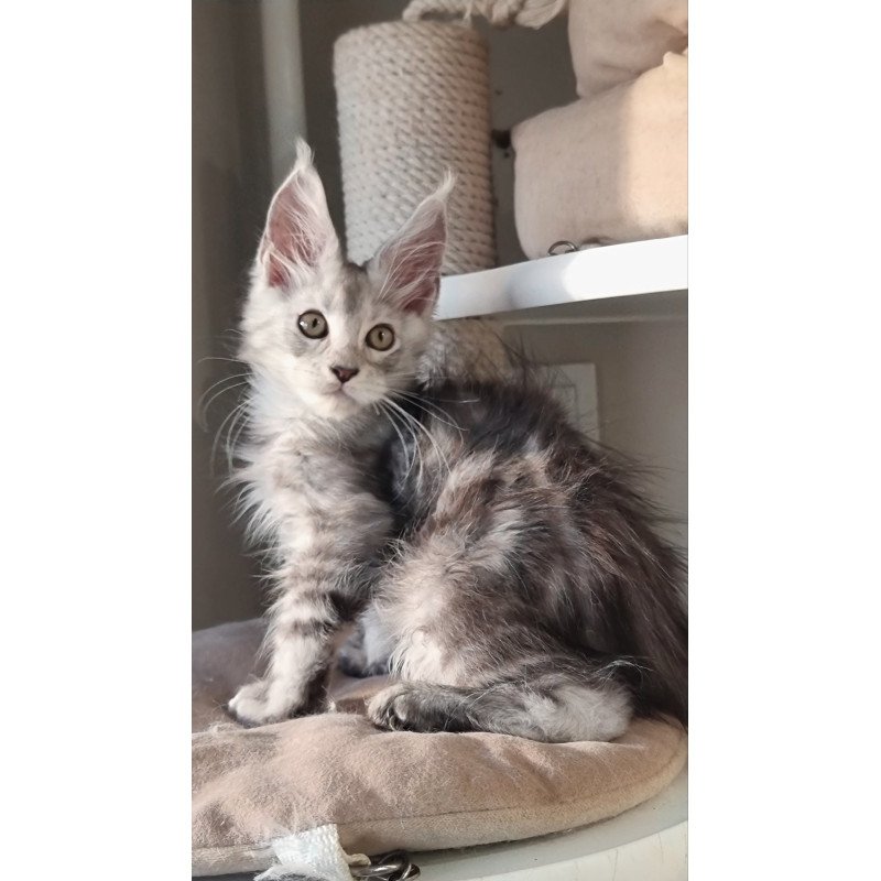 Maine Coon EZ Elisa
