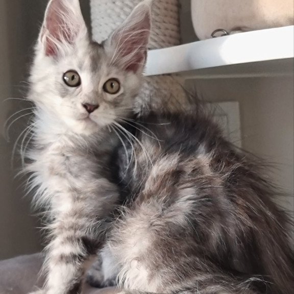 Maine Coon EZ Elisa