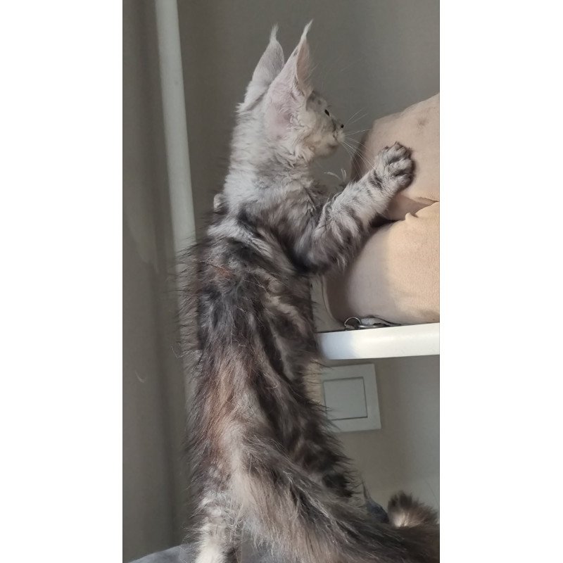 Maine Coon EZ Elisa