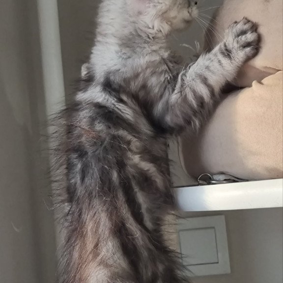 Maine Coon EZ Elisa