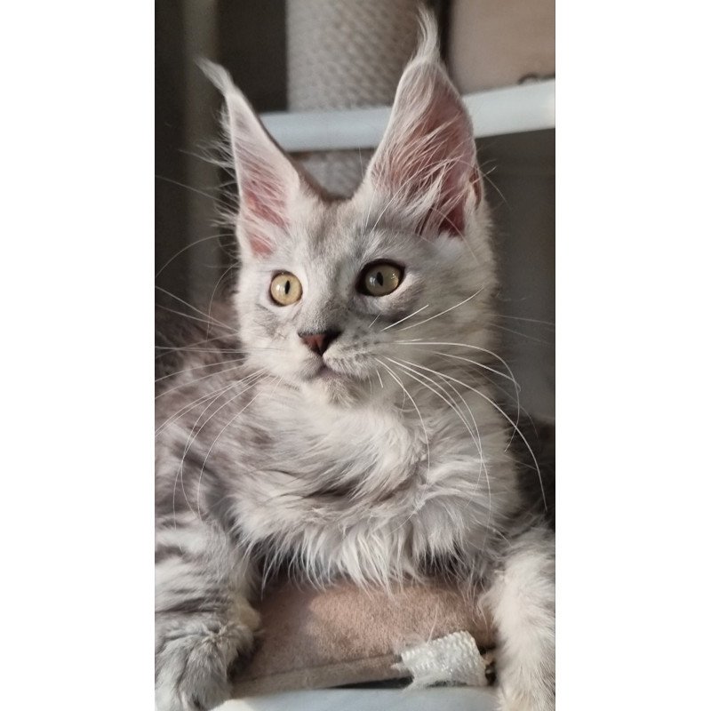Maine Coon EZ Elisa