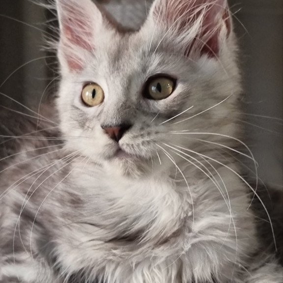 Maine Coon EZ Elisa