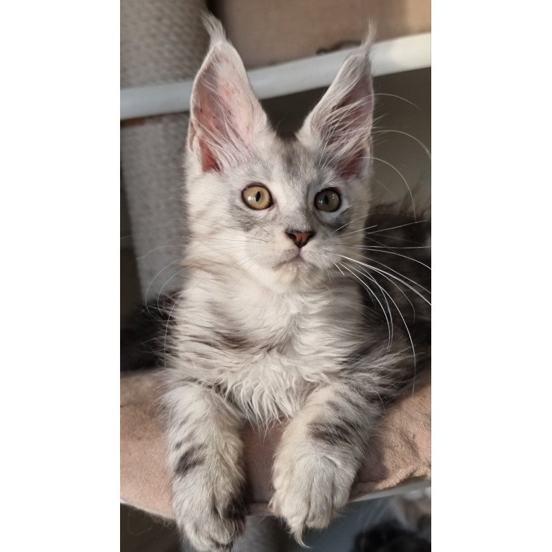 Maine Coon EZ Elisa