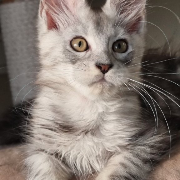 Maine Coon EZ Elisa