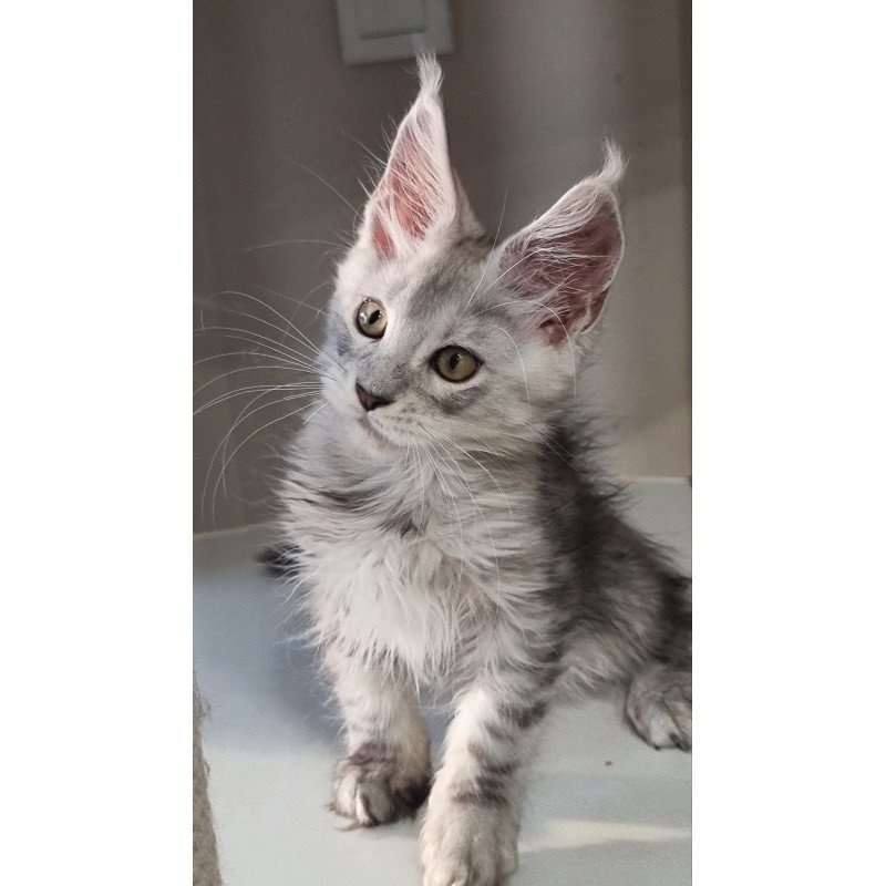 Maine Coon EZ Elisa