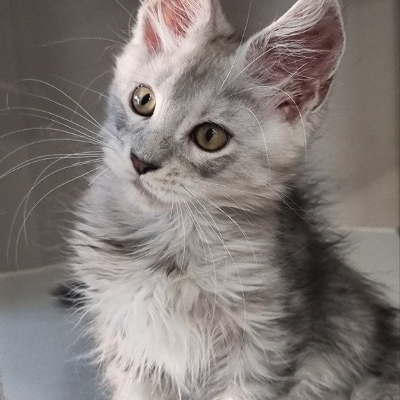 Maine Coon EZ Elisa