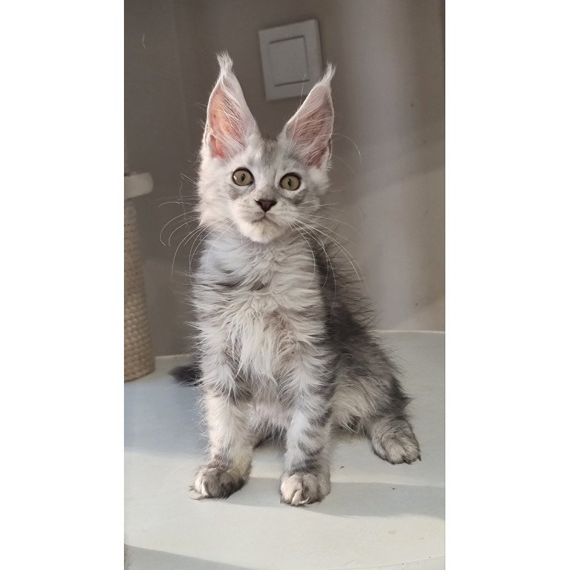 Maine Coon EZ Elisa