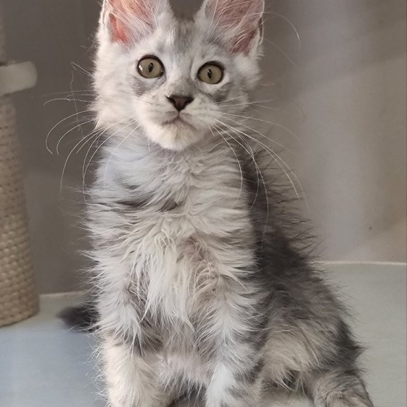 Maine Coon EZ Elisa