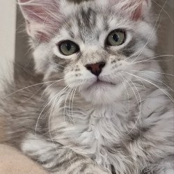 Maine Coon EZ Elit
