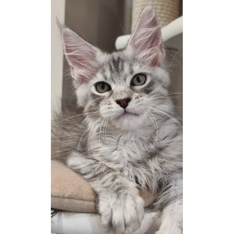 Maine Coon EZ Elit