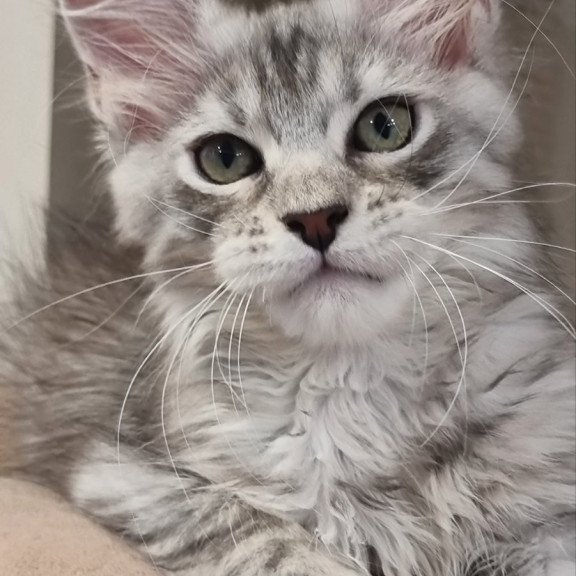 Maine Coon EZ Elit