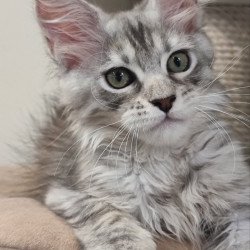 Maine Coon EZ Elit