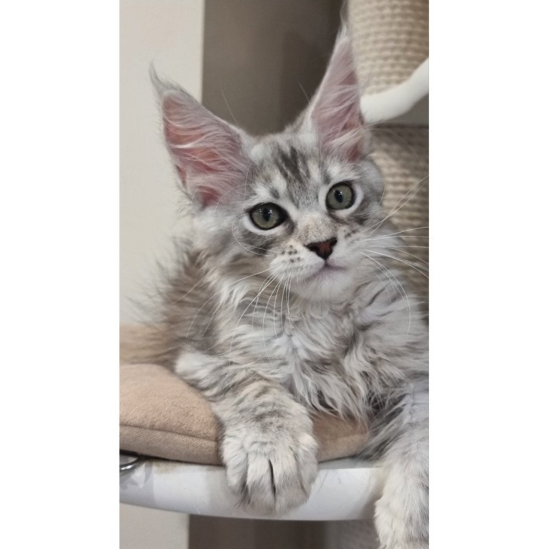 Maine Coon EZ Elit