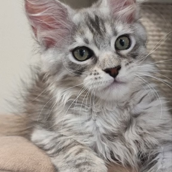 Maine Coon EZ Elit