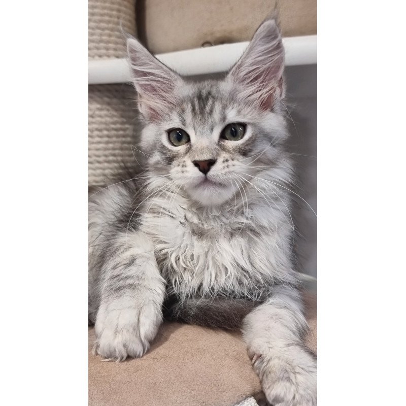 Maine Coon EZ Elit