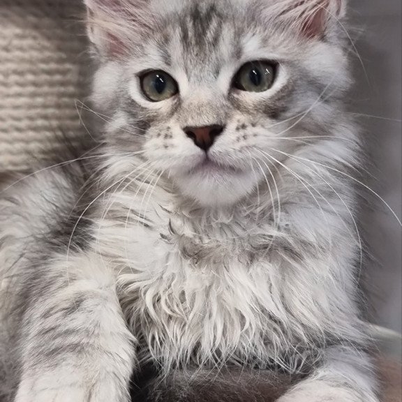 Maine Coon EZ Elit